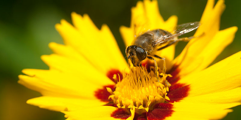 Biene auf Blüte